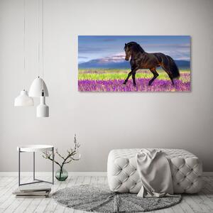 Foto obraz sklo tvrzené Kůň na poli levandule osh-113343357