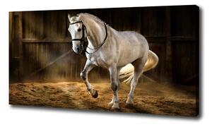 Foto obraz tištěný na plátně Bílý kůň ve stáji oc-113734003