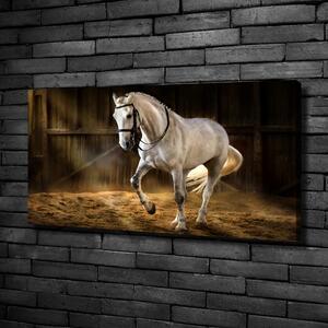Foto obraz tištěný na plátně Bílý kůň ve stáji oc-113734003