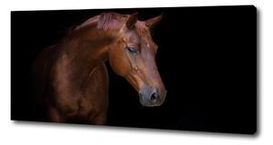Foto obraz na plátně do obýváku Hnědý kůň oc-114030424