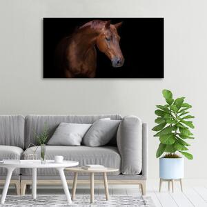 Foto obraz na plátně do obýváku Hnědý kůň oc-114030424