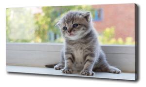 Foto obraz canvas Malá kočka u okna oc-114401117