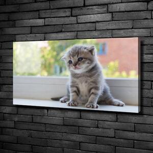 Foto obraz canvas Malá kočka u okna oc-114401117