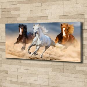Foto obraz na plátně Koně na poušti oc-114734270