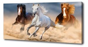 Foto obraz na plátně Koně na poušti oc-114734270