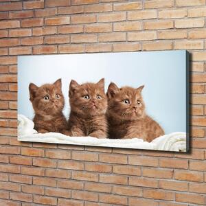 Foto obraz na plátně do obýváku Kočky na ručníku oc-115160292
