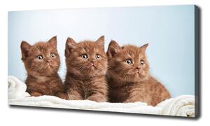 Foto obraz na plátně do obýváku Kočky na ručníku oc-115160292