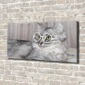 Foto obraz na plátně Kočka v brýlích oc-115959381