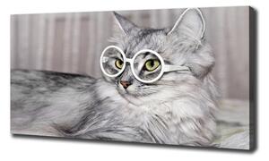Foto obraz na plátně Kočka v brýlích oc-115959381