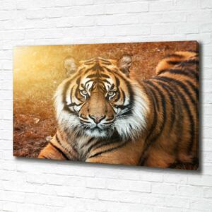 Moderní fotoobraz canvas na rámu Bengálský tygr oc-116603957