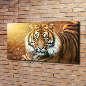 Moderní fotoobraz canvas na rámu Bengálský tygr oc-116603957