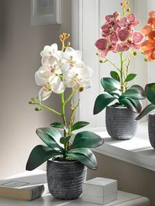 KLiNGEL Orchidej v květináči krémová, krémová-bílá