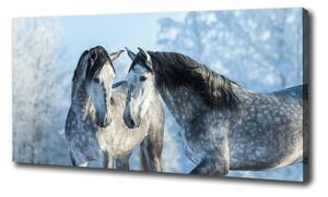 Foto obraz na plátně Zima šedý kůň oc-116887257