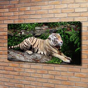 Foto obraz na plátně Tygr na skále oc-118161704