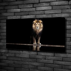 Foto obraz na plátně do obýváku Portrét lva oc-118199528