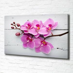 Foto obraz na plátně Orchidej a na stromě oc-118409675