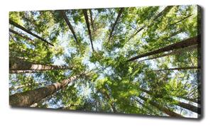 Foto obraz na plátně Koruna stromů oc-119047799