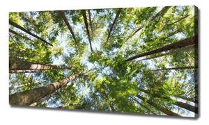 Foto obraz na plátně Koruna stromů oc-119047799