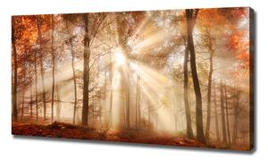 Foto obraz na plátně Mlha v lese podzim oc-119225469