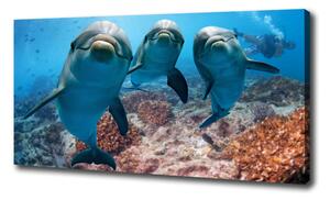 Foto obraz canvas Delfíny oc-119968154