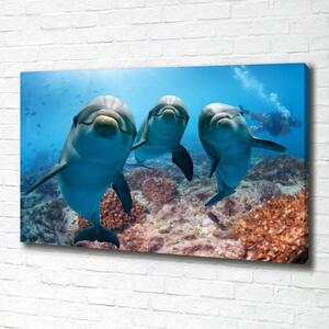 Foto obraz canvas Delfíny oc-119968154