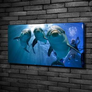 Foto obraz canvas Tři delfíni oc-119968160