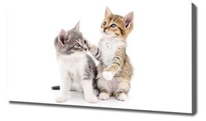 Foto obraz canvas Dvě malé kočky oc-120060855