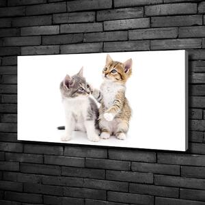 Foto obraz canvas Dvě malé kočky oc-120060855