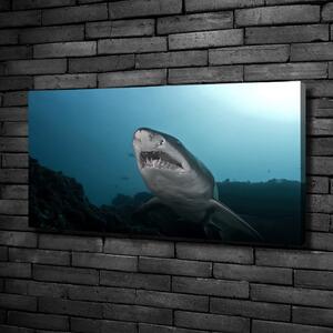 Foto obraz na plátně Velký žralok oc-120086004