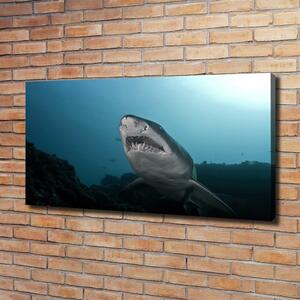 Foto obraz na plátně Velký žralok oc-120086004