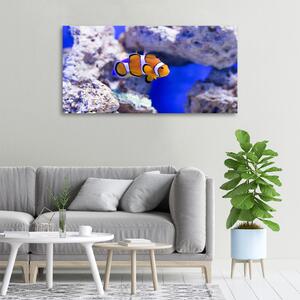 Foto obraz na plátně do obýváku Klaun očkatý a korálový útes oc-120479478