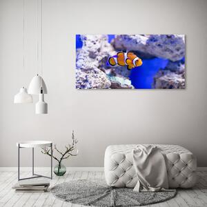 Foto obraz sklo tvrzené Klaun očkatý a korálový útes osh-120479478