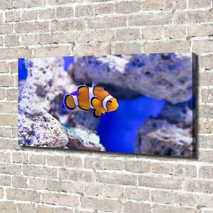 Foto obraz na plátně do obýváku Klaun očkatý a korálový útes oc-120479478