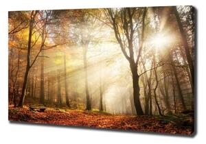 Foto obraz na plátně Mlha v lese oc-120624836