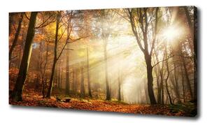 Foto obraz na plátně Mlha v lese oc-120624836