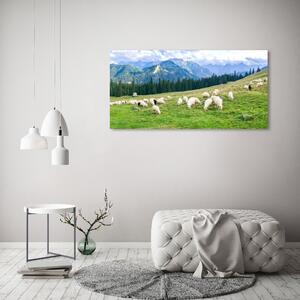 Foto obraz na plátně Ovce v Tatrách oc-121151461