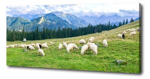 Foto obraz na plátně Ovce v Tatrách oc-121151461