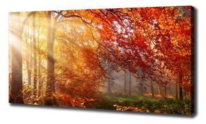Foto obraz na plátně Podzimní les oc-122248477