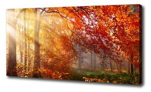 Foto obraz na plátně Podzimní les oc-122248477