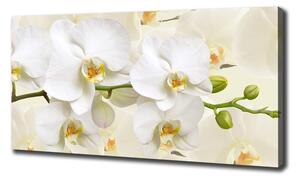 Foto obraz na plátně Orchidej oc-123330197
