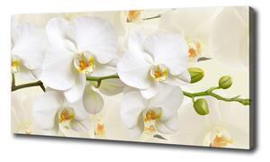 Foto obraz na plátně Orchidej oc-123330197