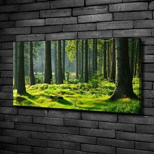 Foto obraz canvas Smrkový les oc-124579847