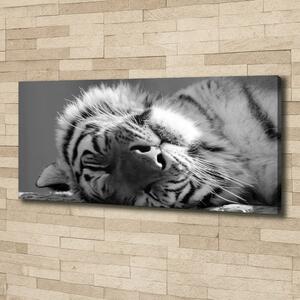 Foto obraz canvas Spící tygr oc-125000206