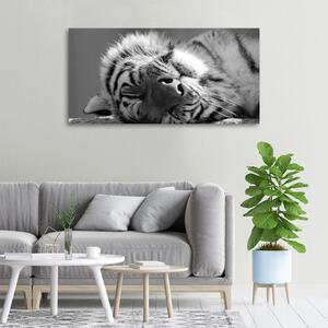 Foto obraz canvas Spící tygr oc-125000206