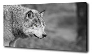Foto obraz canvas Šedý vlk oc-125421387