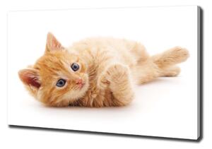 Foto obraz canvas Červená kočka oc-126034635