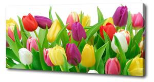 Moderní obraz canvas na rámu Barevné tulipány oc-12652067