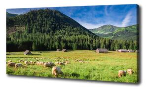 Foto obraz na plátně Ovce v Tatrách oc-127508967