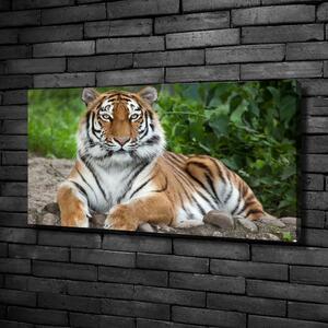 Foto obraz na plátně Tygr ussurijský oc-129133169