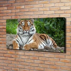 Foto obraz na plátně Tygr ussurijský oc-129133169